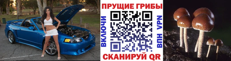 Галлюциногенные грибы Cubensis  Купить  Оса 